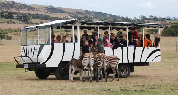 zoodo zoo